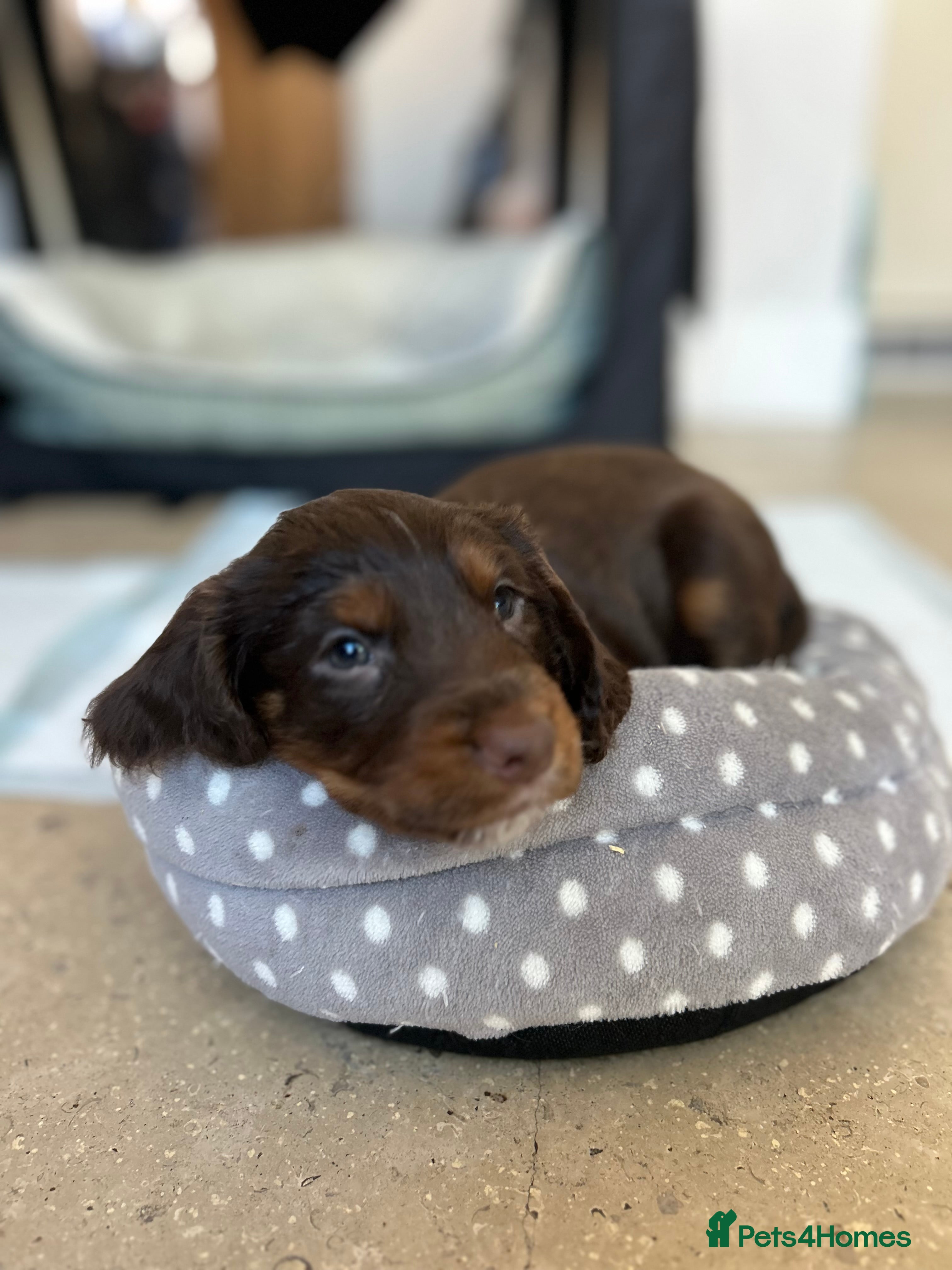 Cocker Spaniel dogs 1 Last boy left  - Advert 12