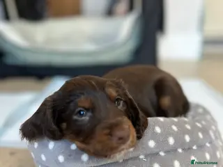 Cocker Spaniel dogs 1 Last boy left - Advert 12