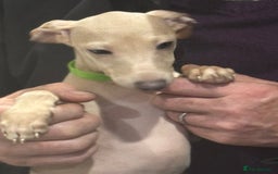 Italian Greyhound dogs for sale: Cream and fawn collection of autumn beauties  - Image 6