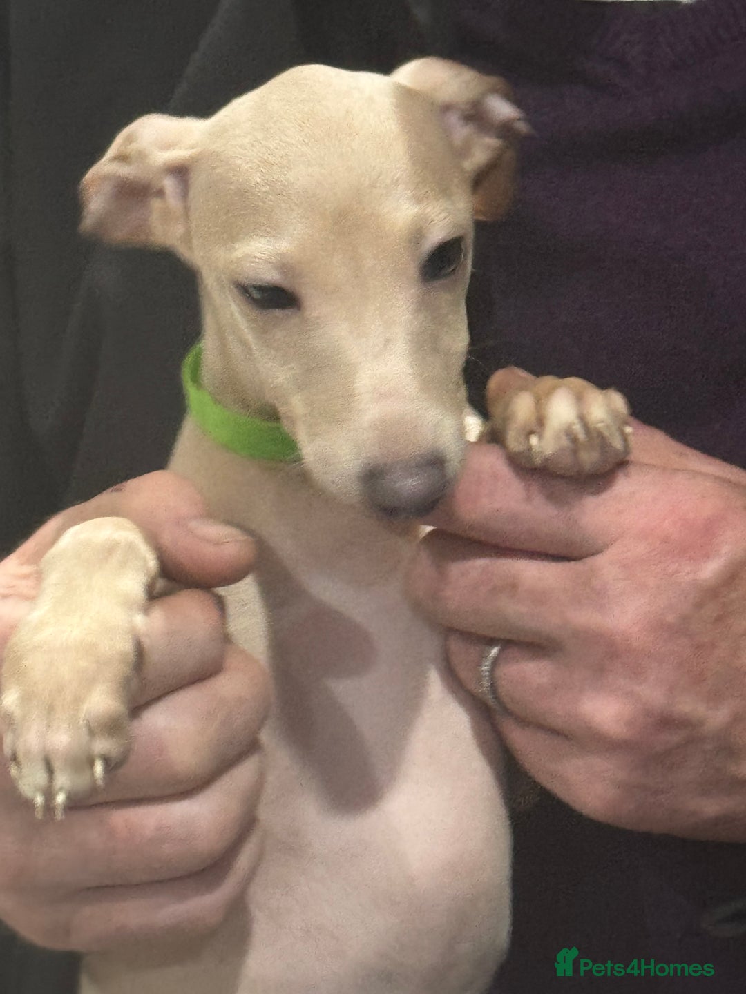 Italian Greyhound dogs for sale: Cream and fawn collection of autumn beauties  - Image 6