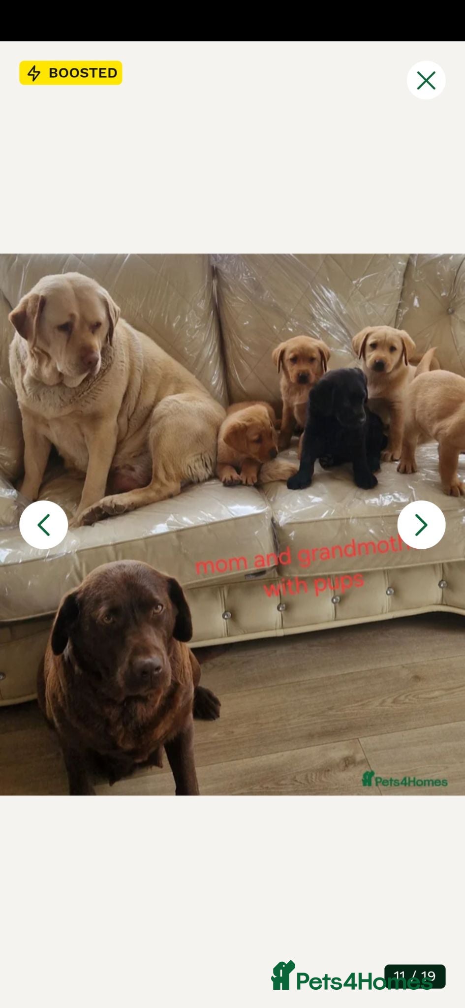 Labrador Retriever dogs 4 month old Labrador boy puppy  - Advert 1
