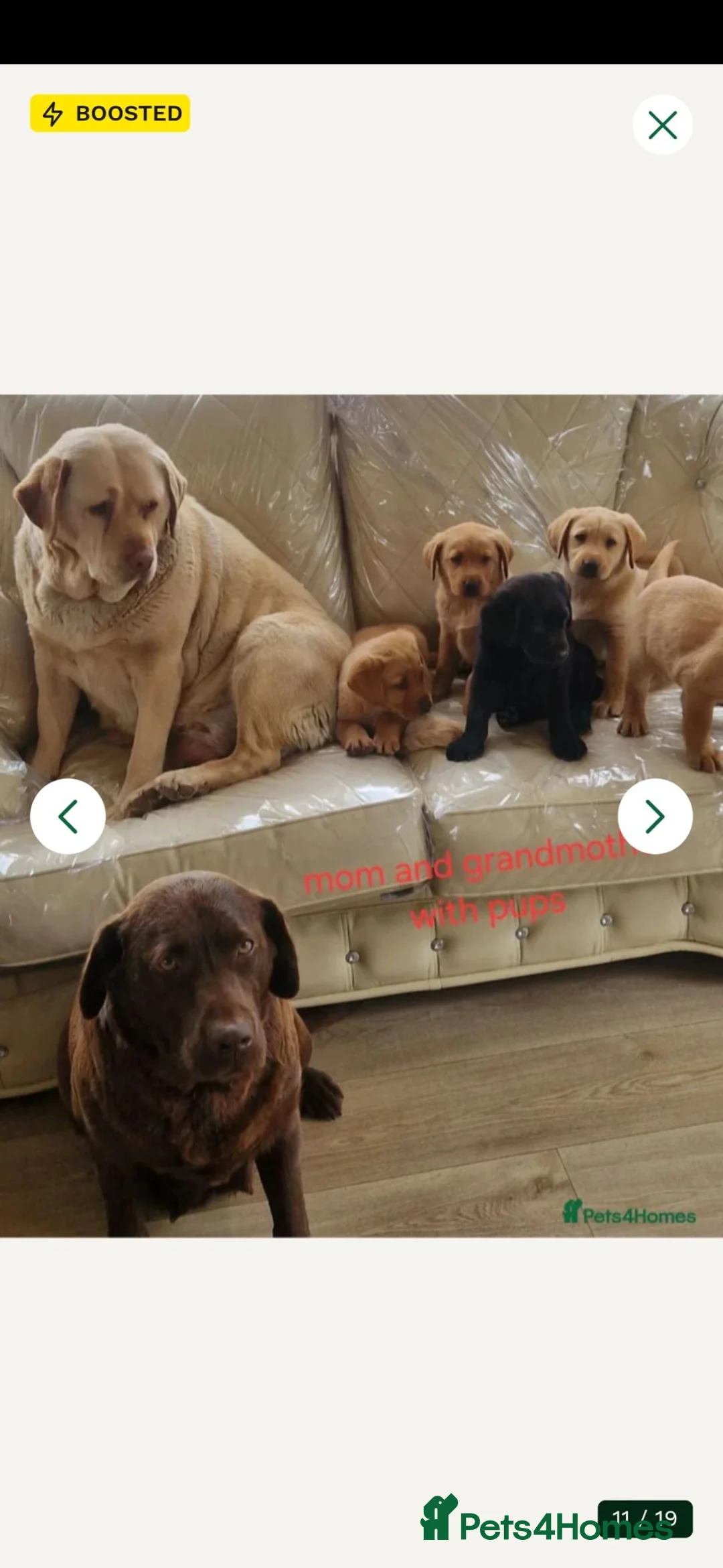 Labrador Retriever dogs for sale: 4 month old Labrador boy puppy  - Advert 1