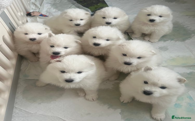 Samoyed dogs - Advert 1