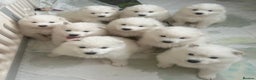 Samoyed dogs for sale: Samoyed Puppies — Ready for Their New Homes Now! - Advert 9
