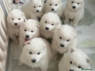 Samoyed dogs - Advert 2