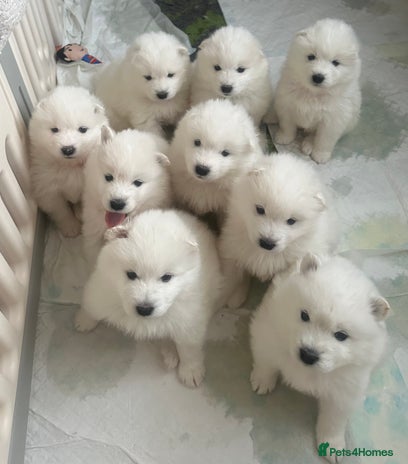 Samoyed dogs - Advert 3