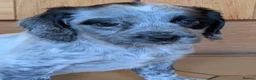 Sprocker dogs for sale: Stunning litter of sprockers  - Advert 11