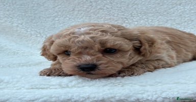 Poochon dogs - Advert 3