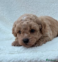 Poochon dogs - Advert 3