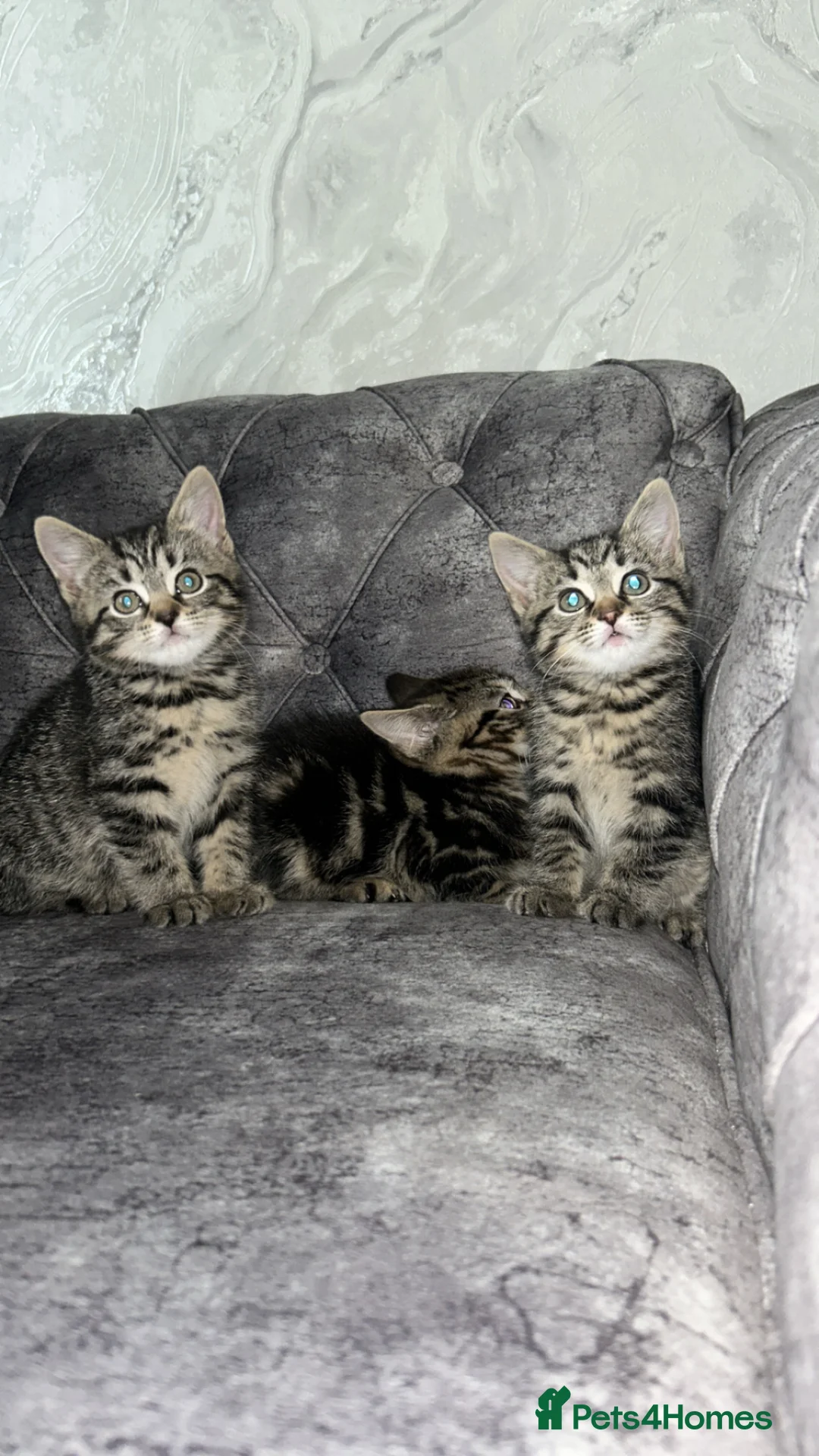 Domestic Shorthair cats for sale: Adorable tabby’s kittens - Advert 2