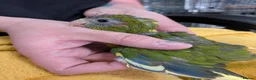 Parrots birds for sale: Baby Khakariki small parrots x6 - Advert 2