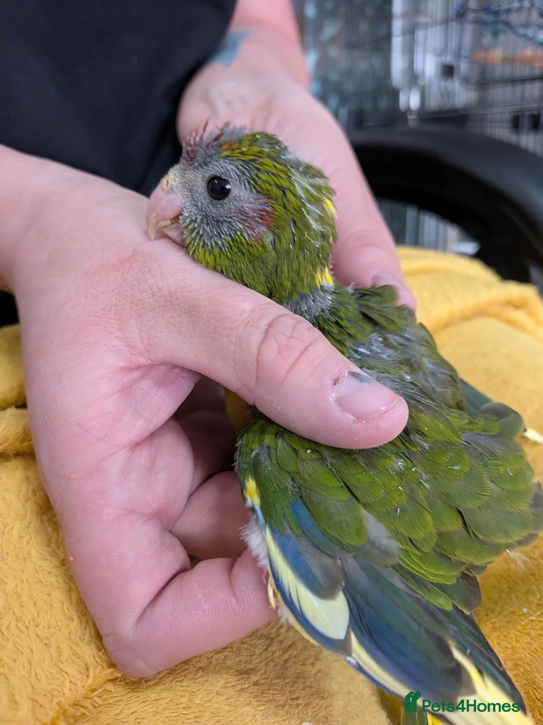 Parrots birds for sale: Baby Khakariki small parrots x6 - Advert 2