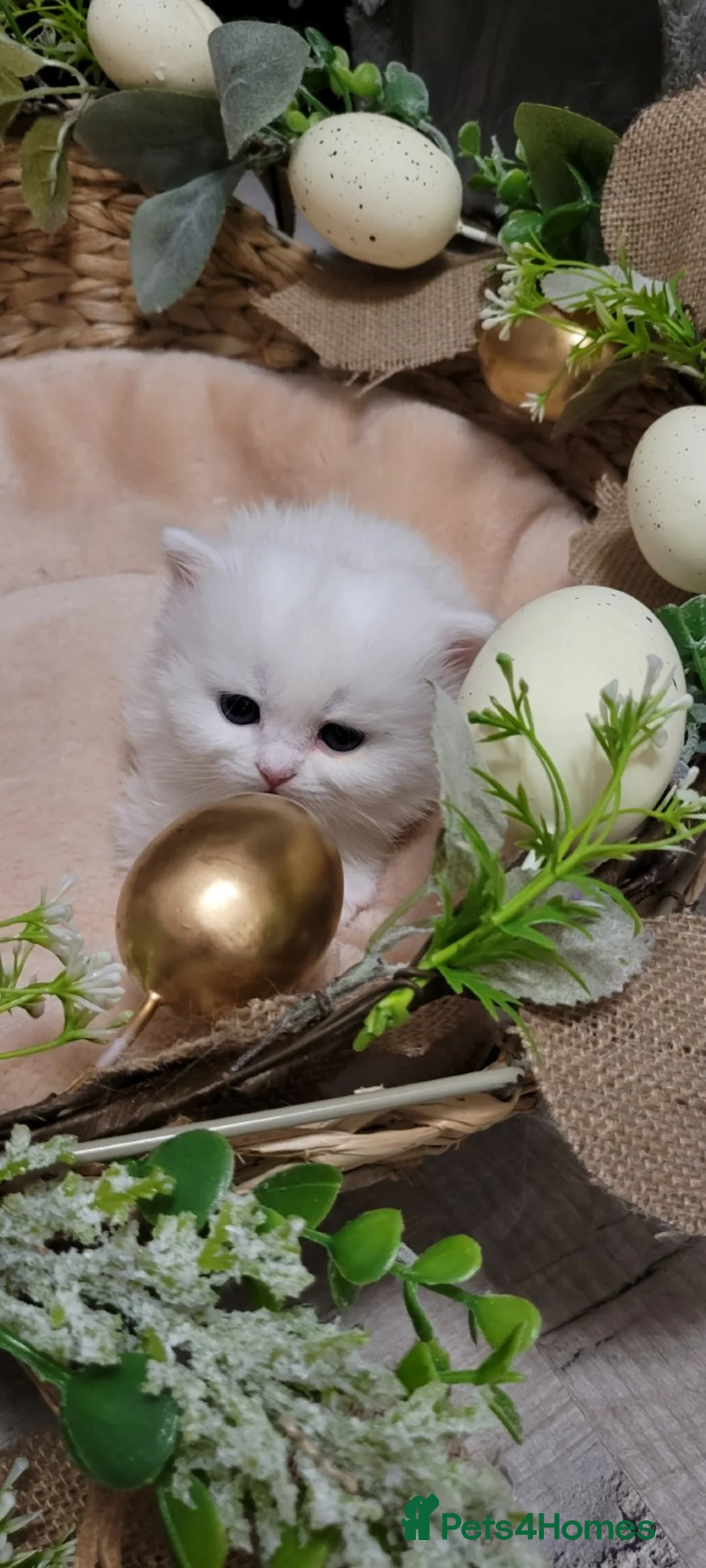 British Longhair cats for sale: Pedigree/Executive/Show quality flamingo kittens - Advert 20