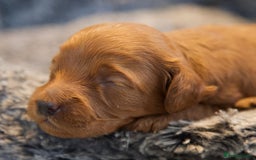 Cavapoo dogs for sale: Gorgeous F1B Fox Red Cavapoo Puppies - Image 16