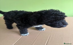 Bedlington Terrier dogs for sale: Bedlington terriers pups - Image 5