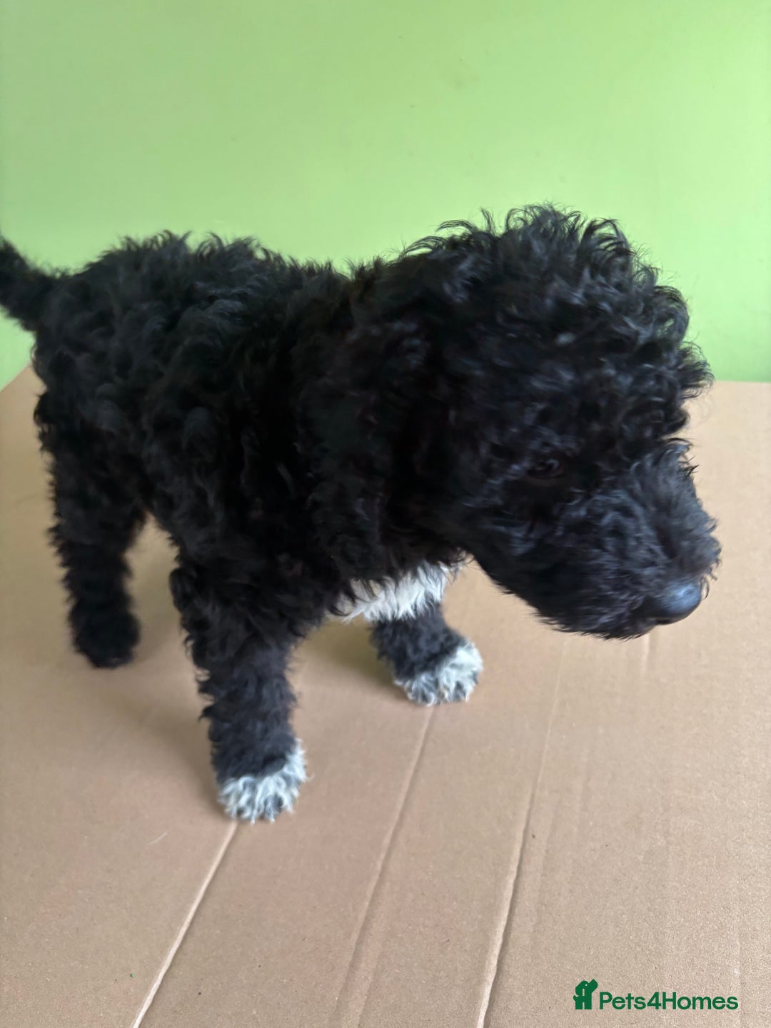 Bedlington Terrier dogs for sale: Bedlington terriers pups - Image 5