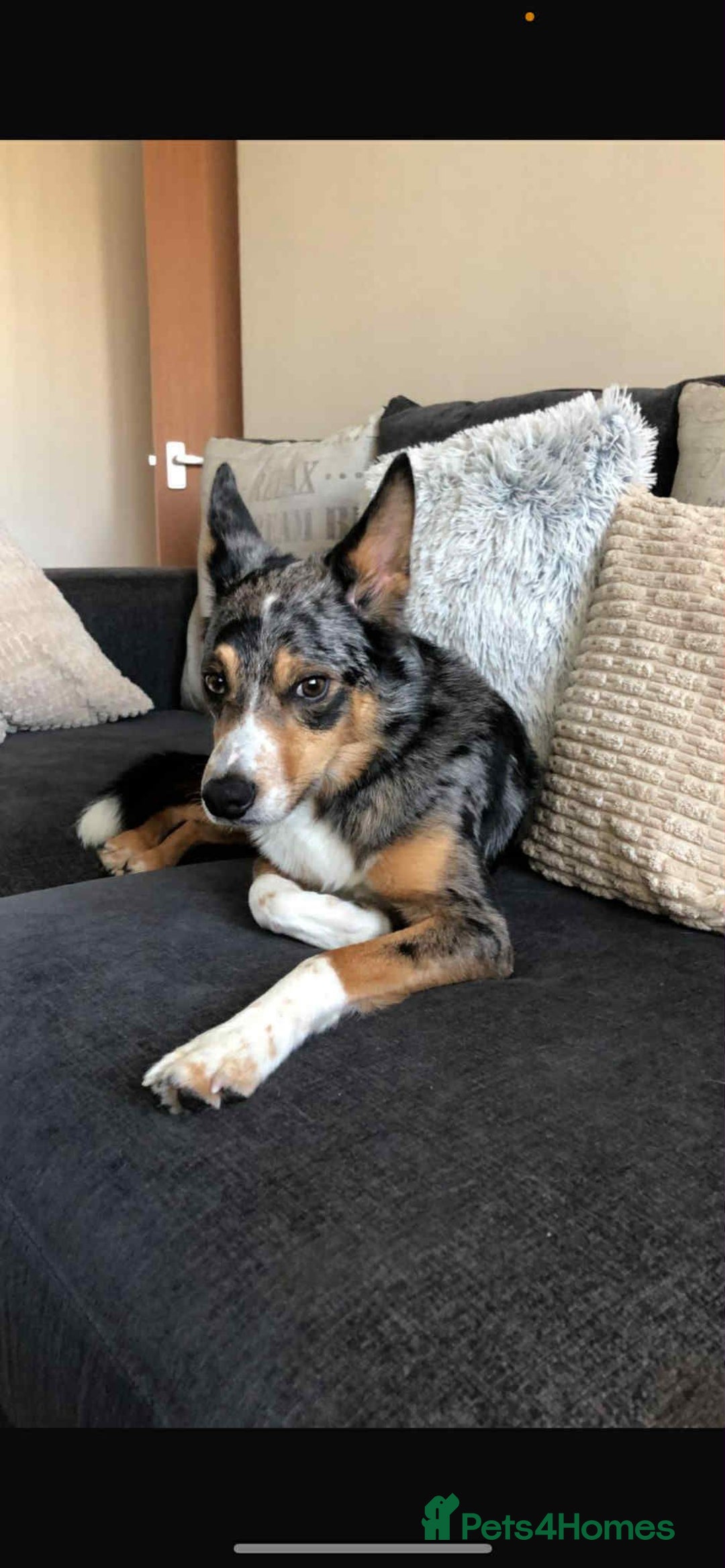 Welsh Collie dogs for sale: Tri colour merle collie - Advert 4