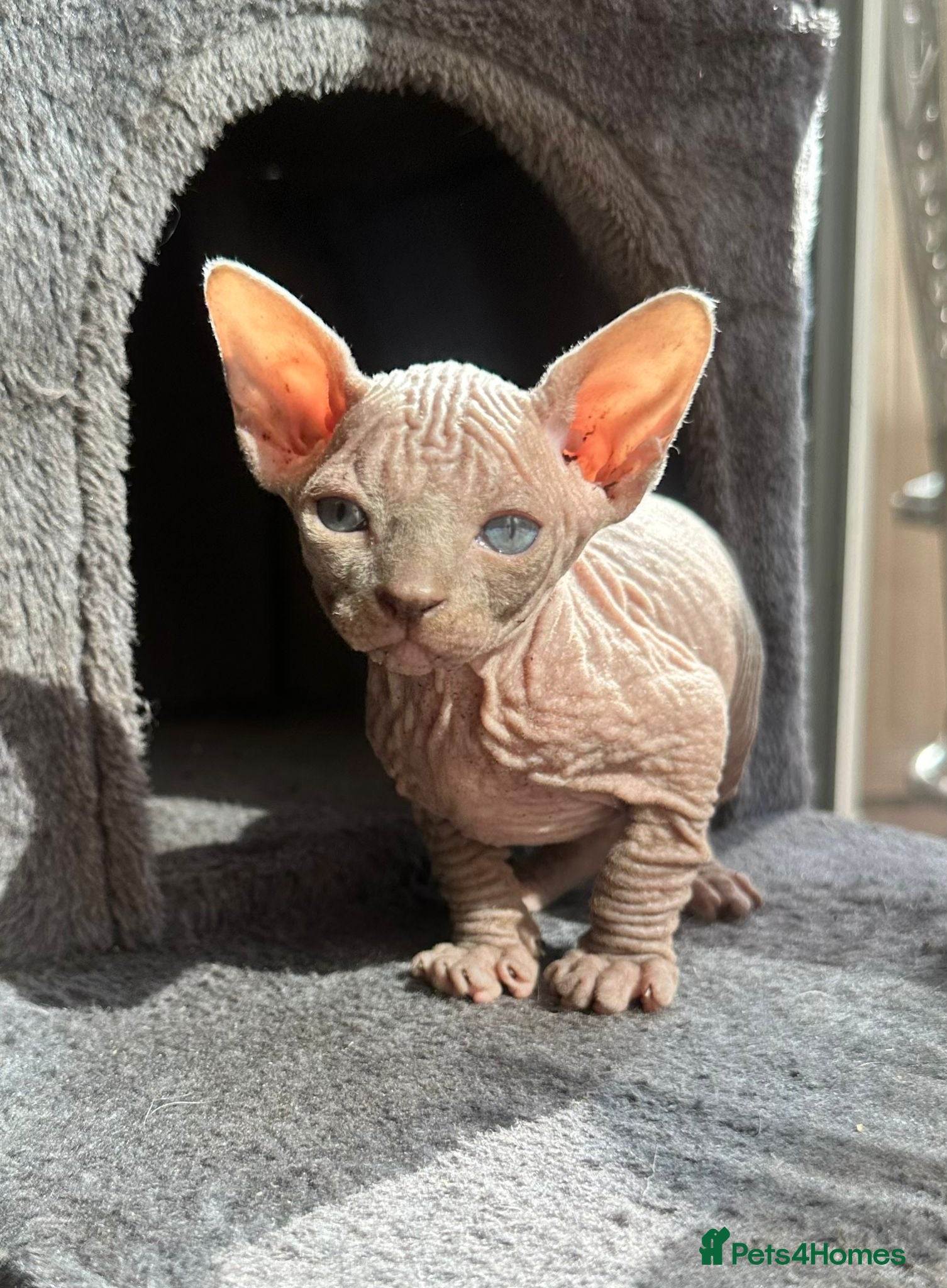 Sphynx cats ✨sphynx elf eared babies✨ 2 girls left & 1 boy   - Advert 2