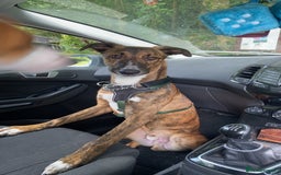 Mixed Breed dogs for sale: 2 lurchers - Image 4