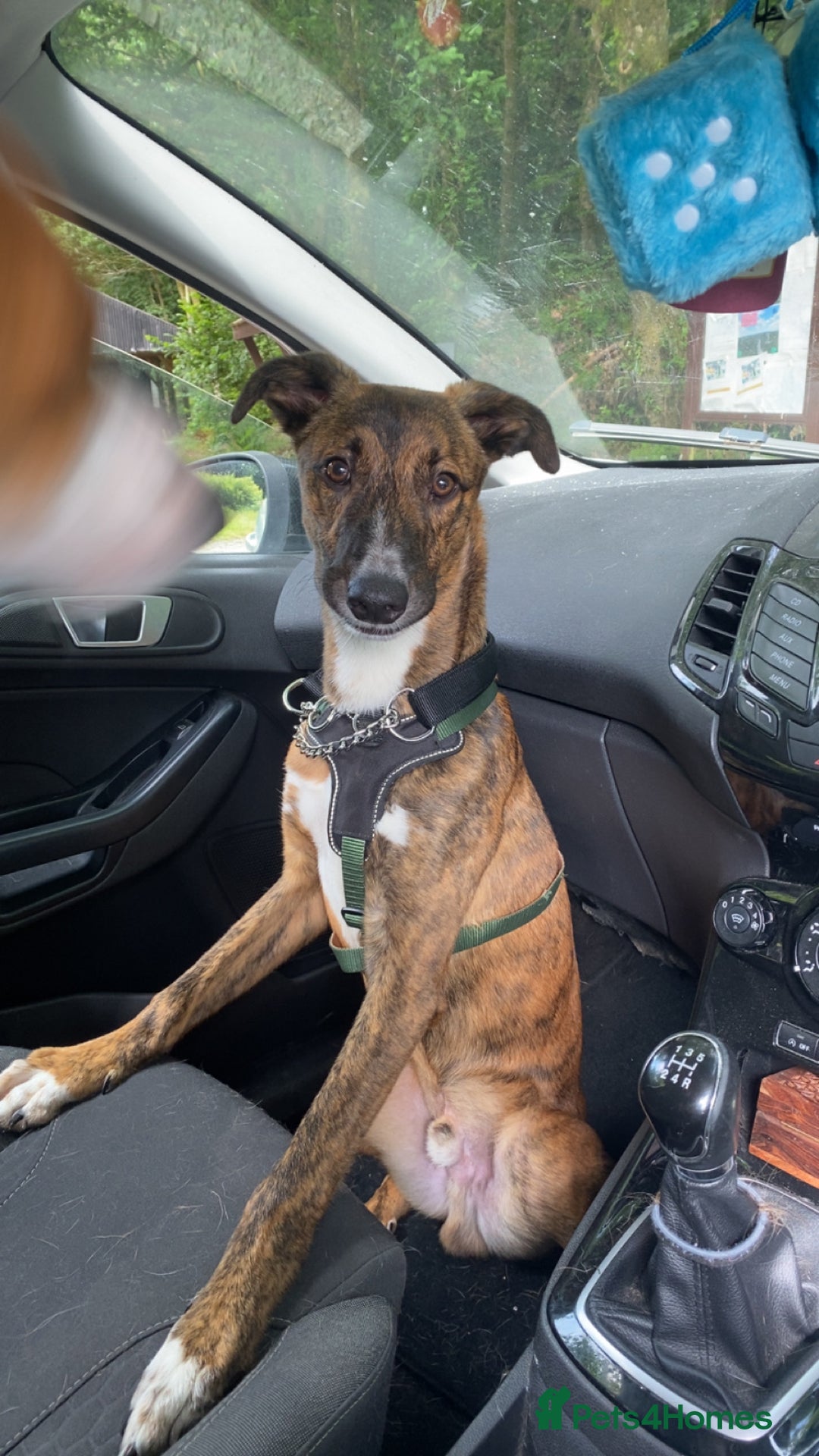 Mixed Breed dogs for sale: 2 lurchers - Image 4