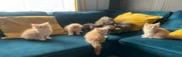 Maine Coon cats for sale: Gccf pedigree Maine coon kittens  - Advert 8