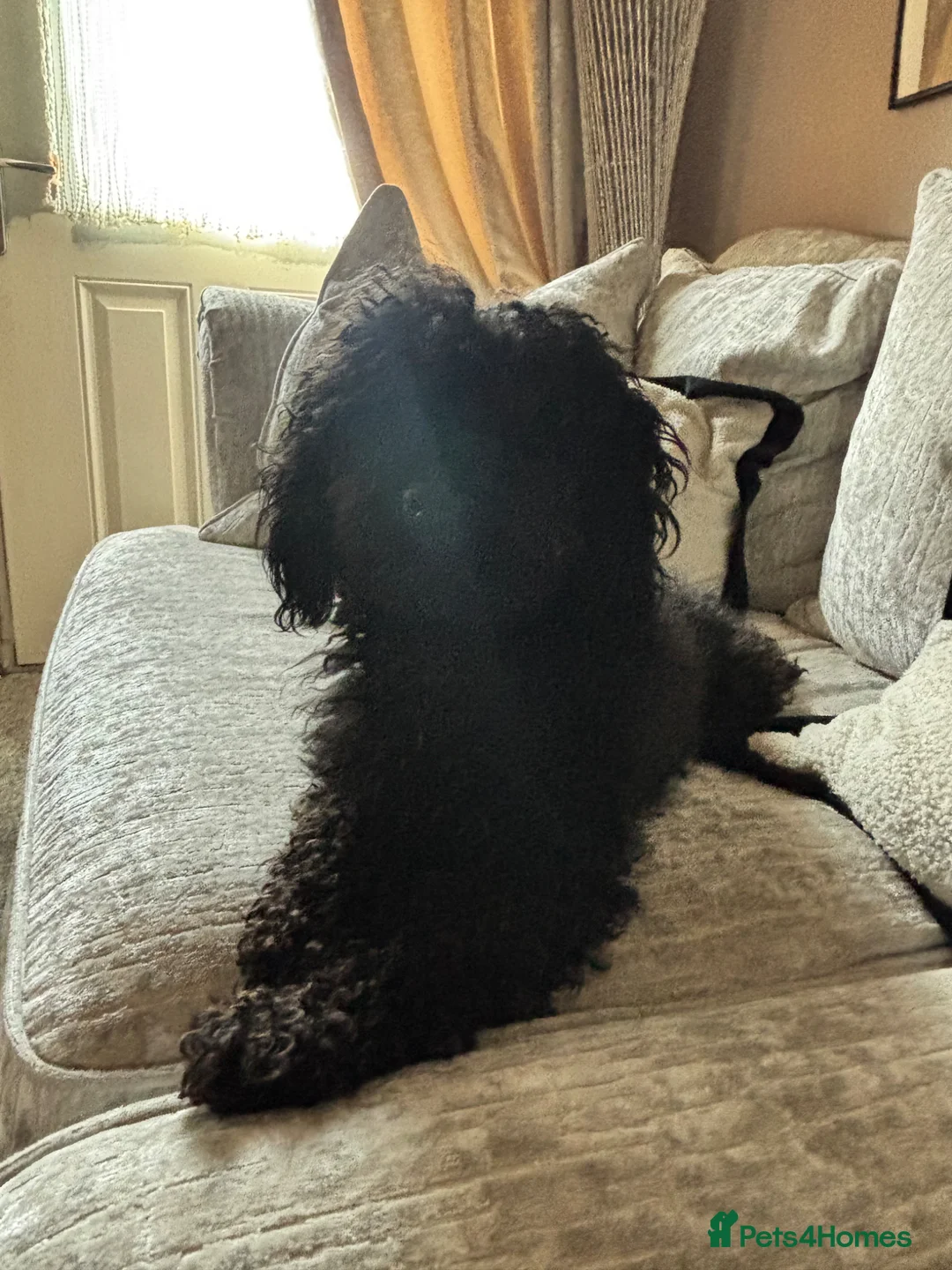 Miniature Poodle dogs for sale: Female poodle 🐩 - Advert 5