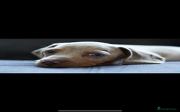 Dachshund dogs for sale: Minature male dachshund - Image 1