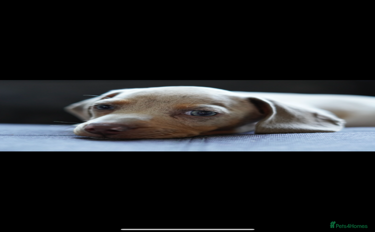 Dachshund dogs - Advert 5