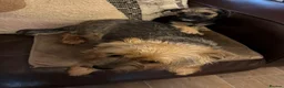 Mixed Breed dogs for sale: Beautiful border cross female puppy  - Advert 6