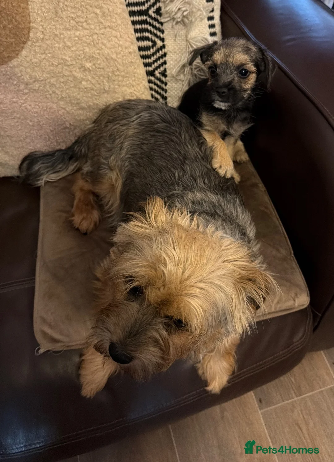 Mixed Breed dogs for sale: Beautiful border cross female puppy  - Advert 6