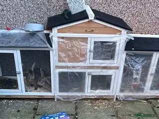 Rex rabbits 2 female Spayed Rex bonded sisters - Advert 1