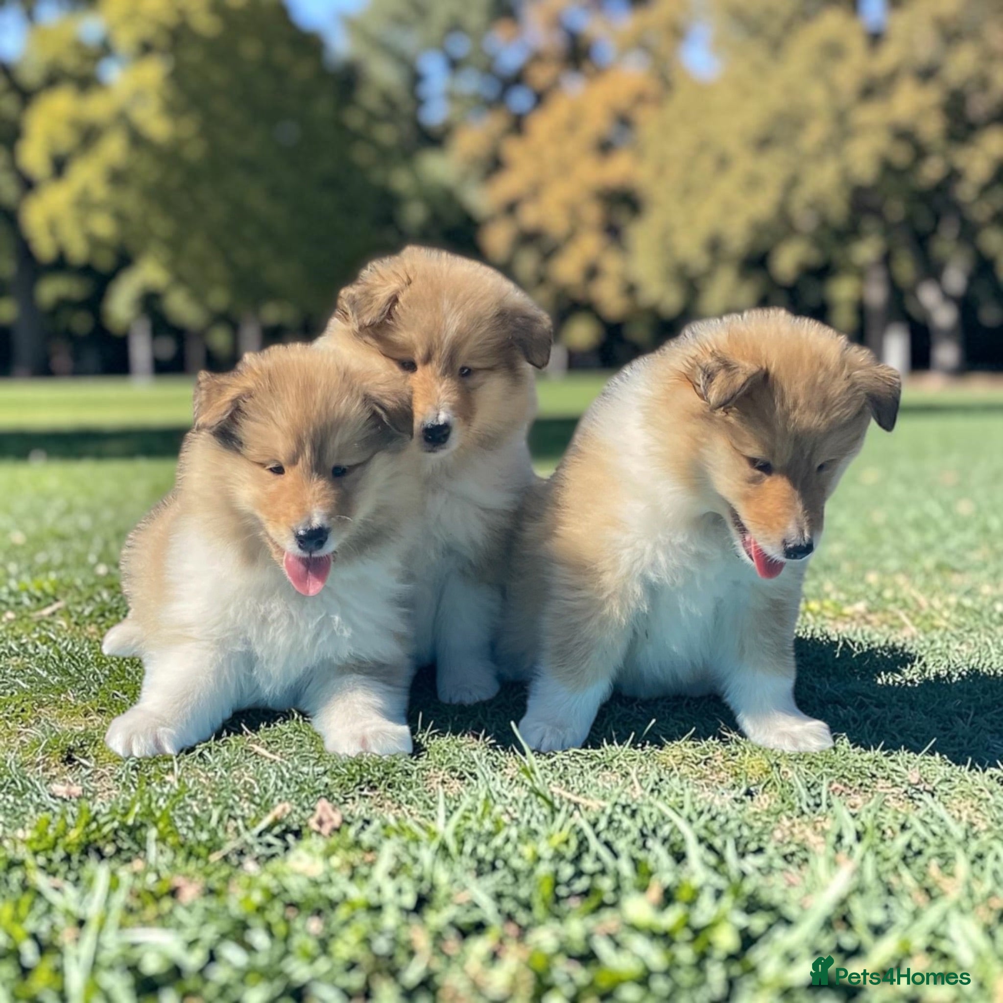 Rough Collie dogs Rough collie Male puppies - Advert 2