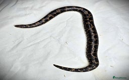 Snake reptiles for sale: Male Kenyan Sand Boa - Image 4