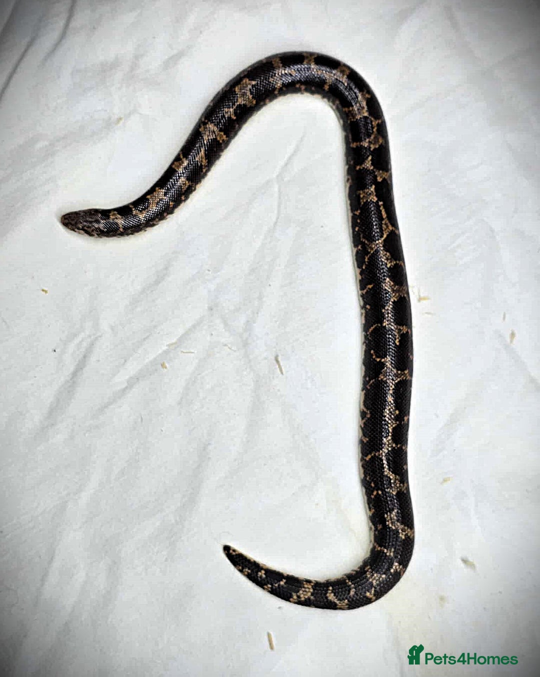 Snake reptiles for sale: Male Kenyan Sand Boa - Image 4
