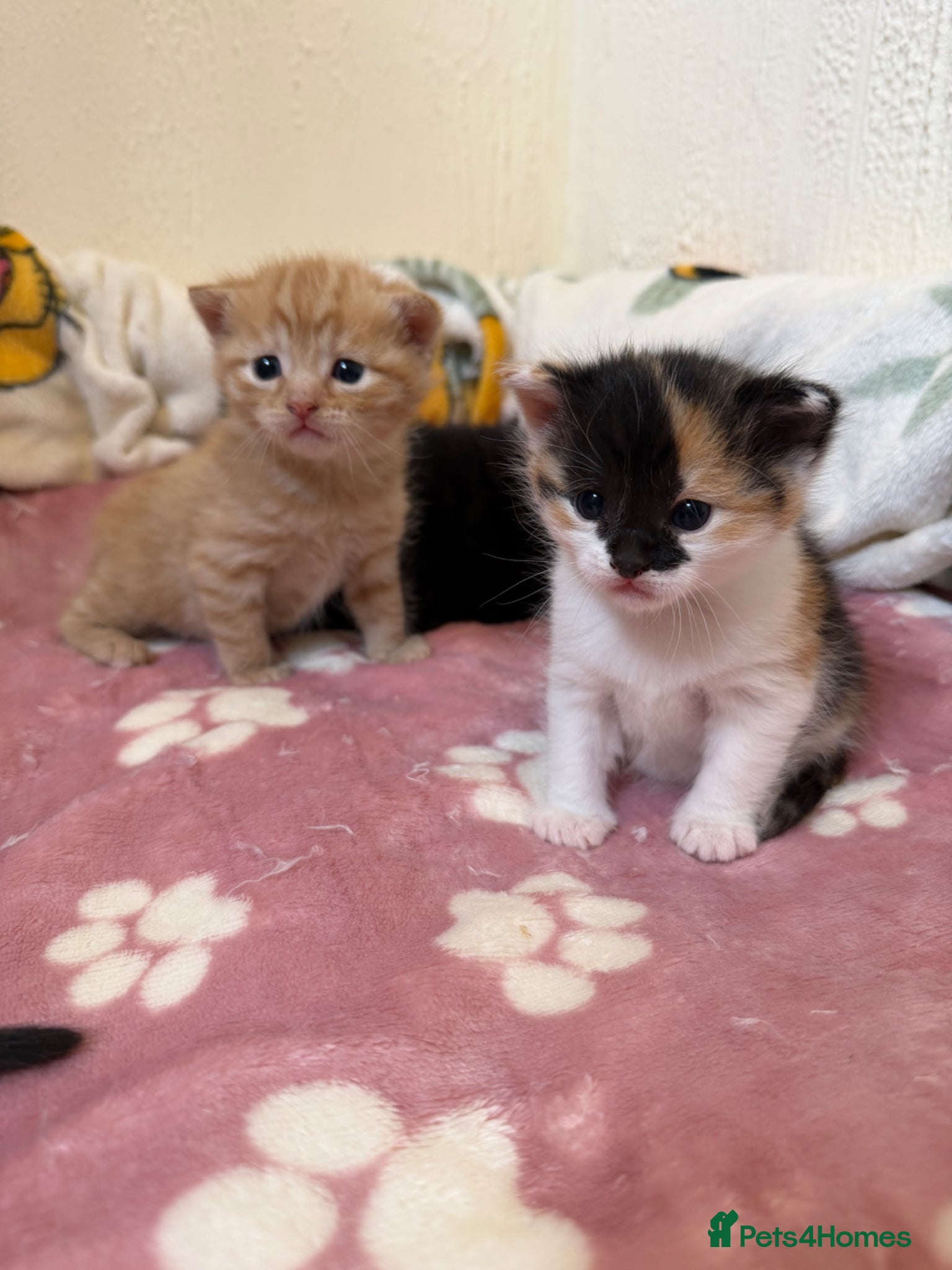 Domestic Shorthair cats Beautiful Kittens  - Advert 8