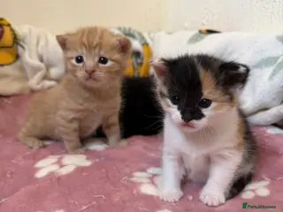 Domestic Shorthair cats Beautiful Kittens - Advert 8