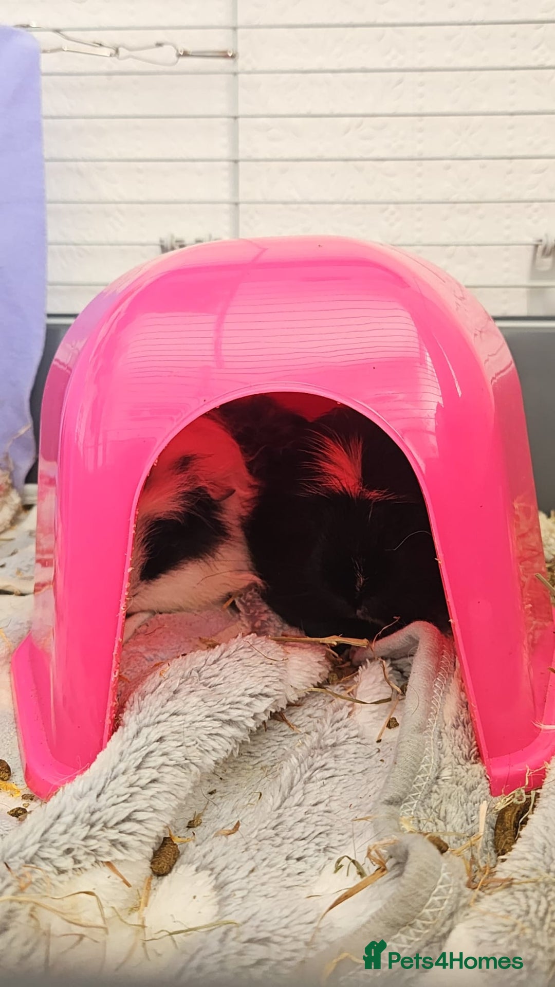 Guinea Pig rodents for sale: 2 male guinea pigs 1 year old - Advert 9