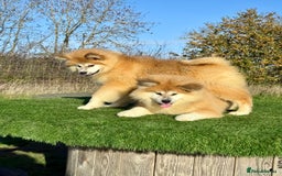 Japanese Akita Inu dogs for sale: 2 stunning longcoats - Advert 6