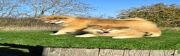 Japanese Akita Inu dogs for sale: 2 stunning longcoats - Advert 3