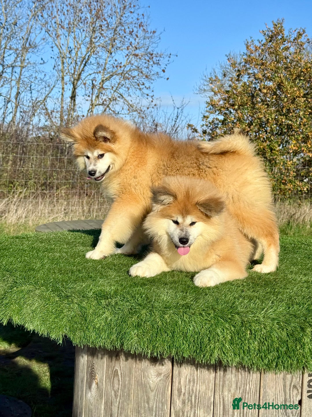 Japanese Akita Inu dogs for sale: 2 stunning longcoats - Advert 6