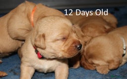 Labrador Retriever dogs for sale: Red Fox Labs : Health Checked-KC Reg-FTCH Pedigree - Image 5