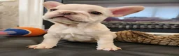 French Bulldog dogs for sale: Platinum French Bulldog Puppies - Advert 6