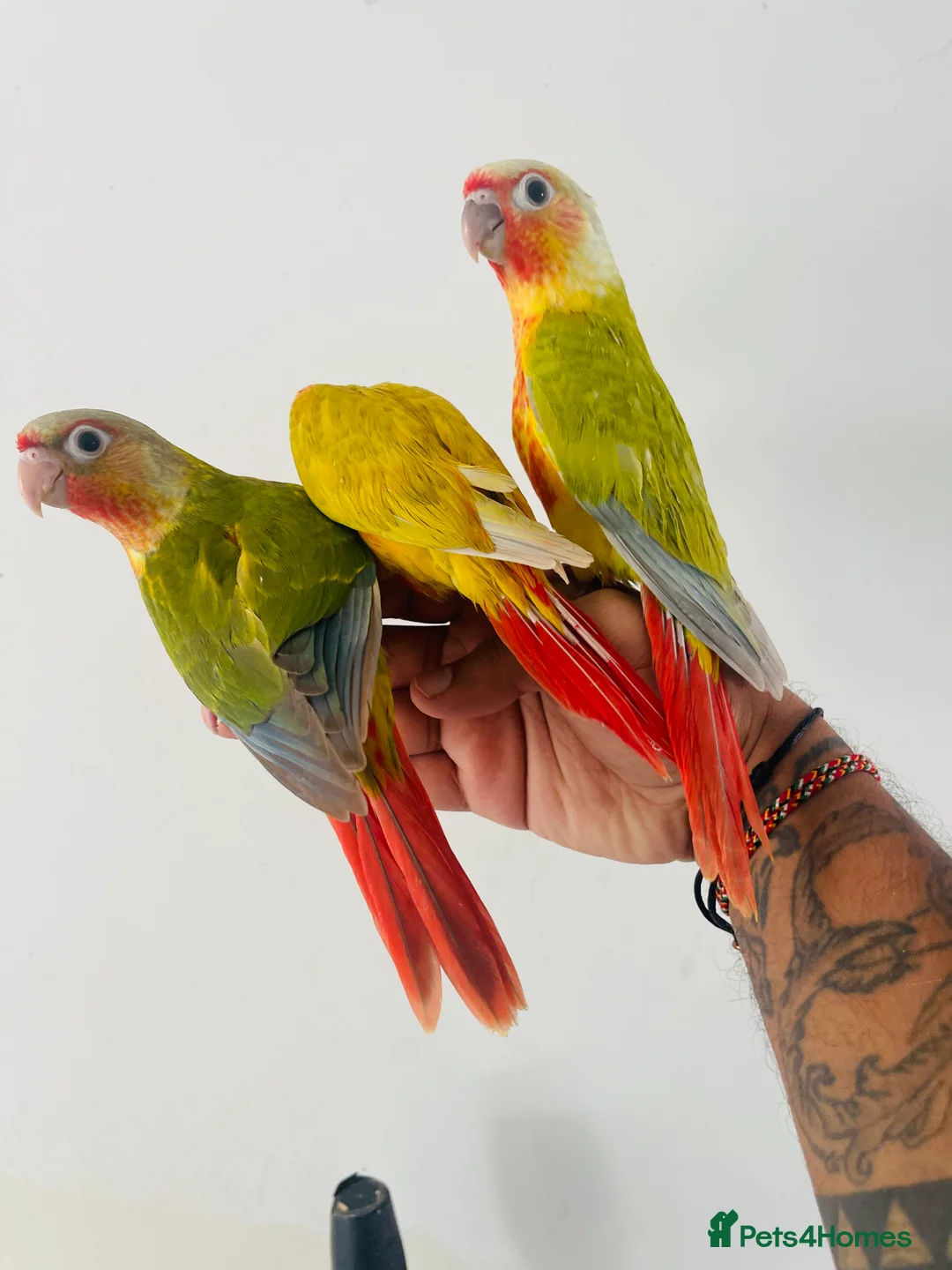 Conures birds for sale: Hand reared conure for sale  - Advert 20