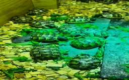 Tortoise reptiles for sale: Only 1 Babi left !! - Image 4