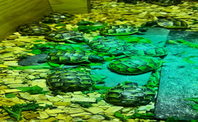 Tortoise reptiles - Advert 1