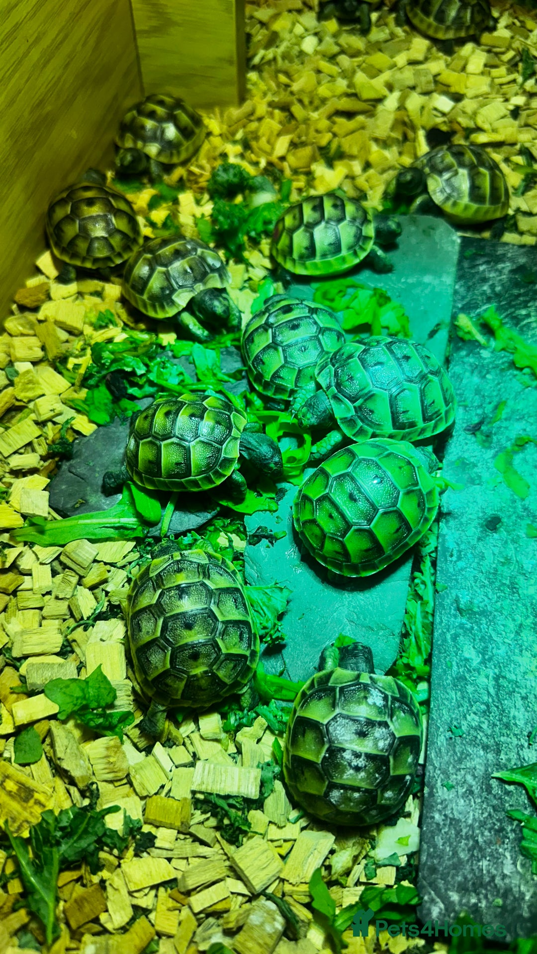 Tortoise reptiles for sale: Only 1 Babi left !! - Image 4