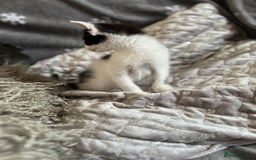 Mixed Breed cats for sale: Kittens  - Image 15