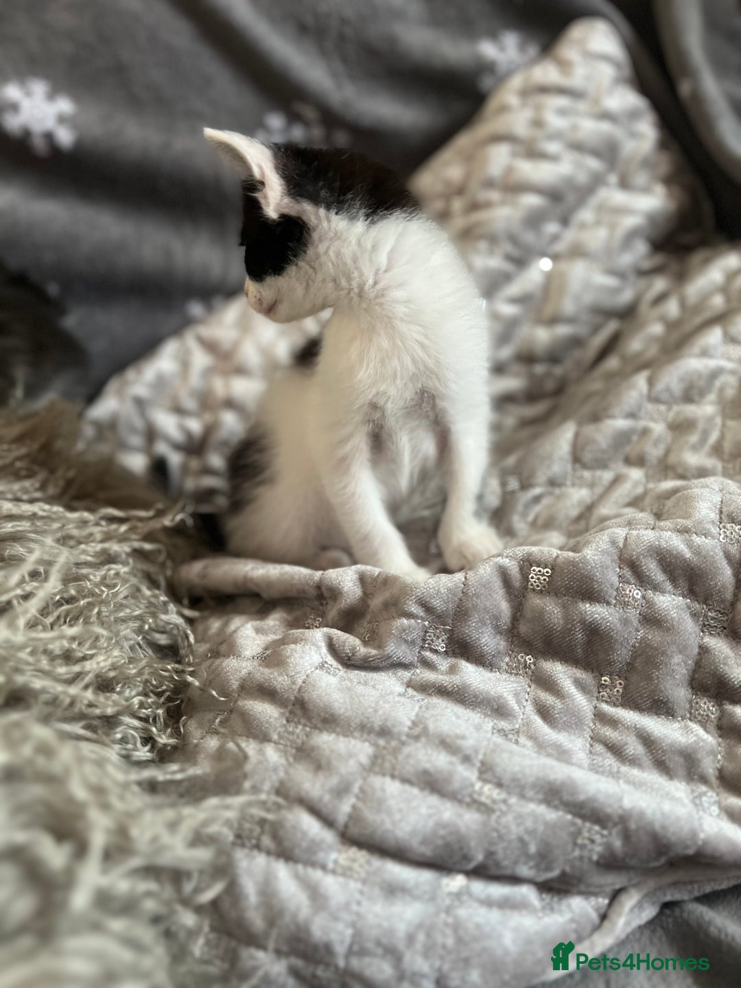 Mixed Breed cats for sale: Kittens  - Image 15