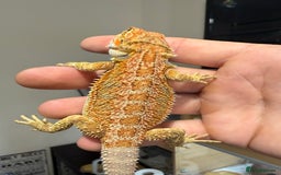 Bearded Dragon reptiles for sale: 🔥🔥🔥 BABY BEARDED DRAGONS 🔥🔥🔥 4 LEFT 🔥🔥 - Image 13