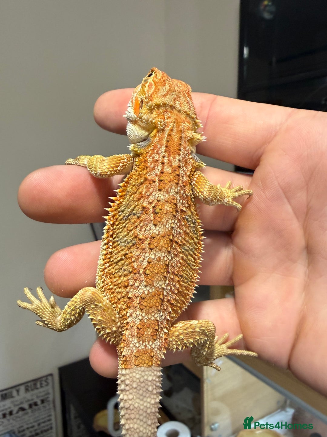 Bearded Dragon reptiles for sale: 🔥🔥🔥 BABY BEARDED DRAGONS 🔥🔥🔥 4 LEFT 🔥🔥 - Image 13